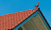 Керамические фигурки CREATON Петух (Firstgokel)  высота 45 см цвет красный глазурь