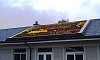 Система экстенсивного озеленения неэксплуатируемой плоской крыши Bauder WSP 50